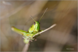 <p>SARANČE ZLATOZELENÁ (Euthystira brachyptera) - Šluknovsko, Jiříkov ---- /Small Gold Grasshopper - Kleine Goldschrecke/</p>